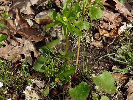 {Ranunculus abortivus}